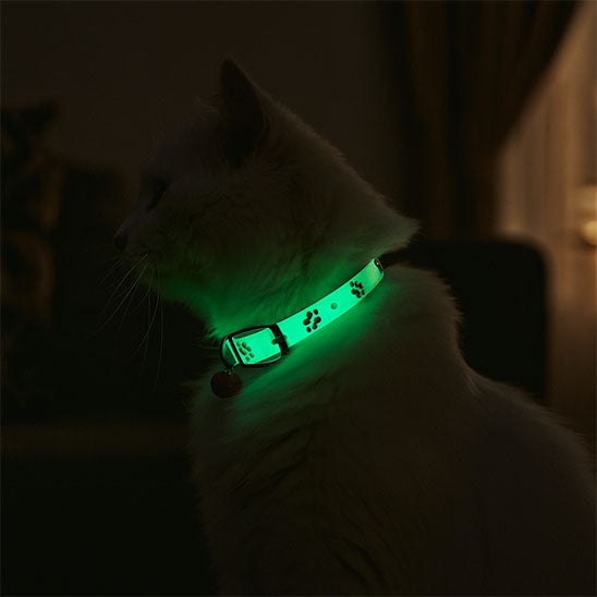 collier pour chat porter par un chat