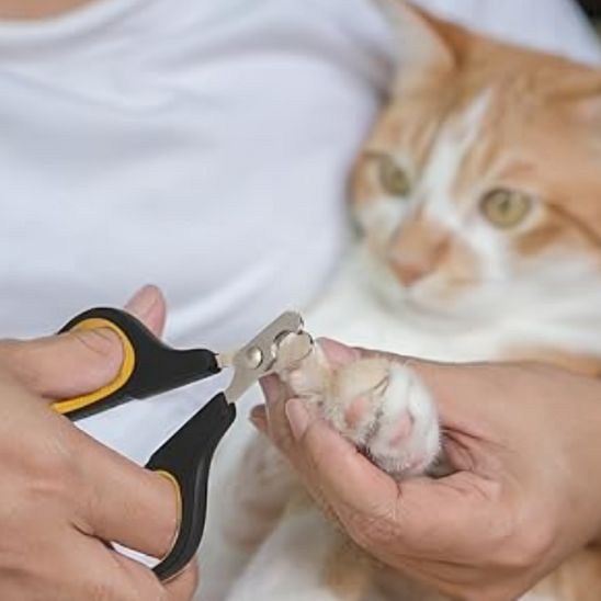 coupe griffe chat avec chat blanc et roux