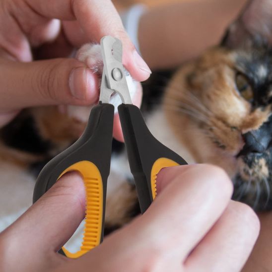 coupe griffe chat avec chat en action