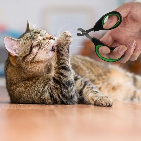 coupe griffe chat avec chat qui se leche