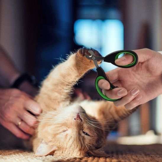 coupe griffe chat avec chat sur le dos