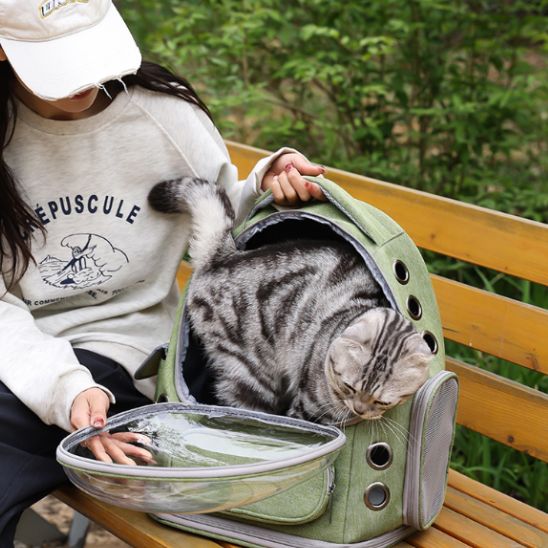 sac de transport chat avec chat qui entre dedans