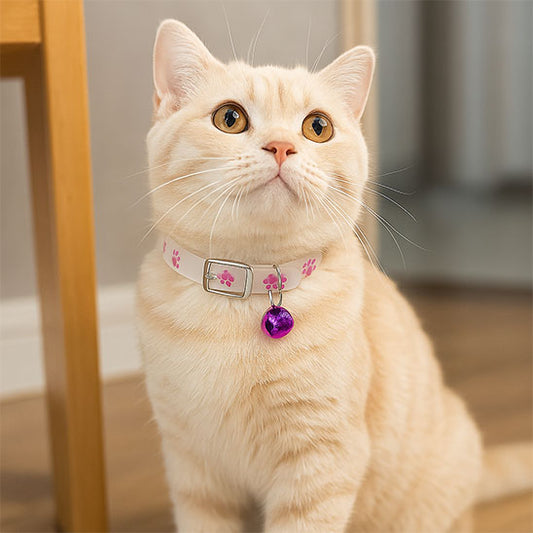 collier pour chat avec chat blanc